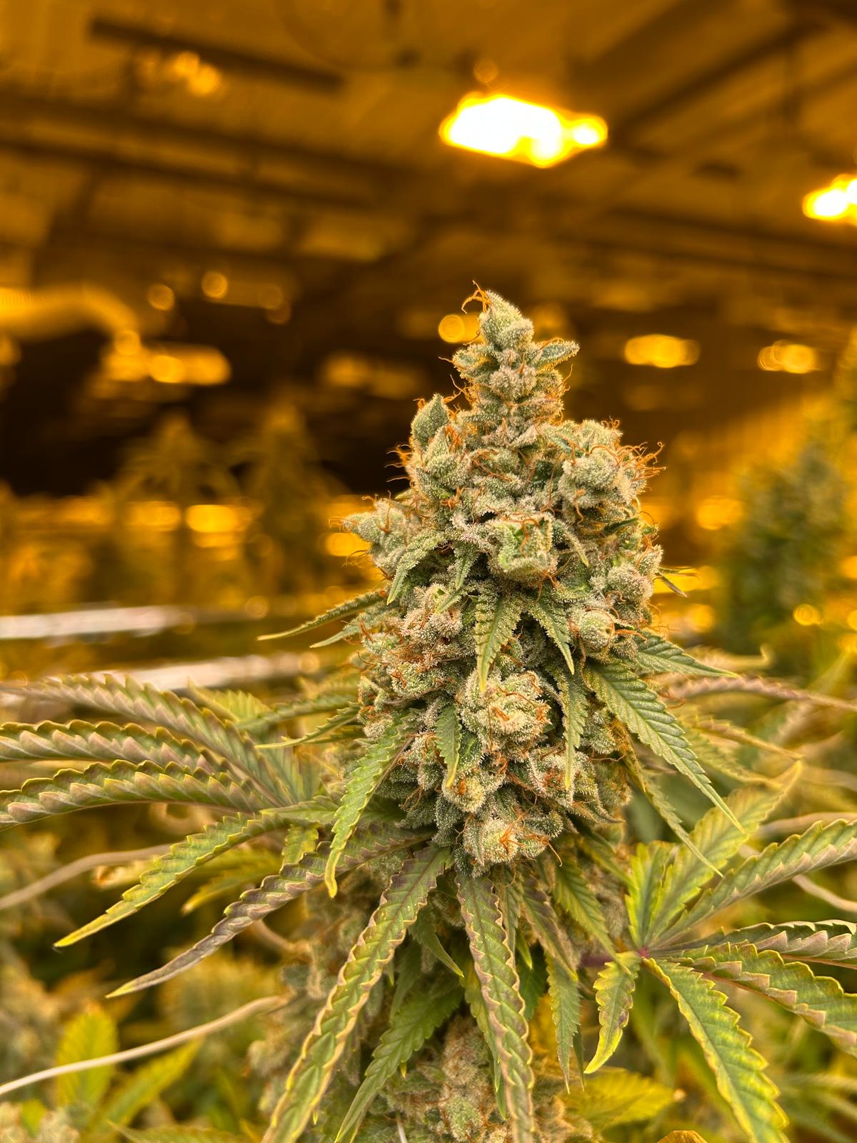 Premium flower — indoor grow