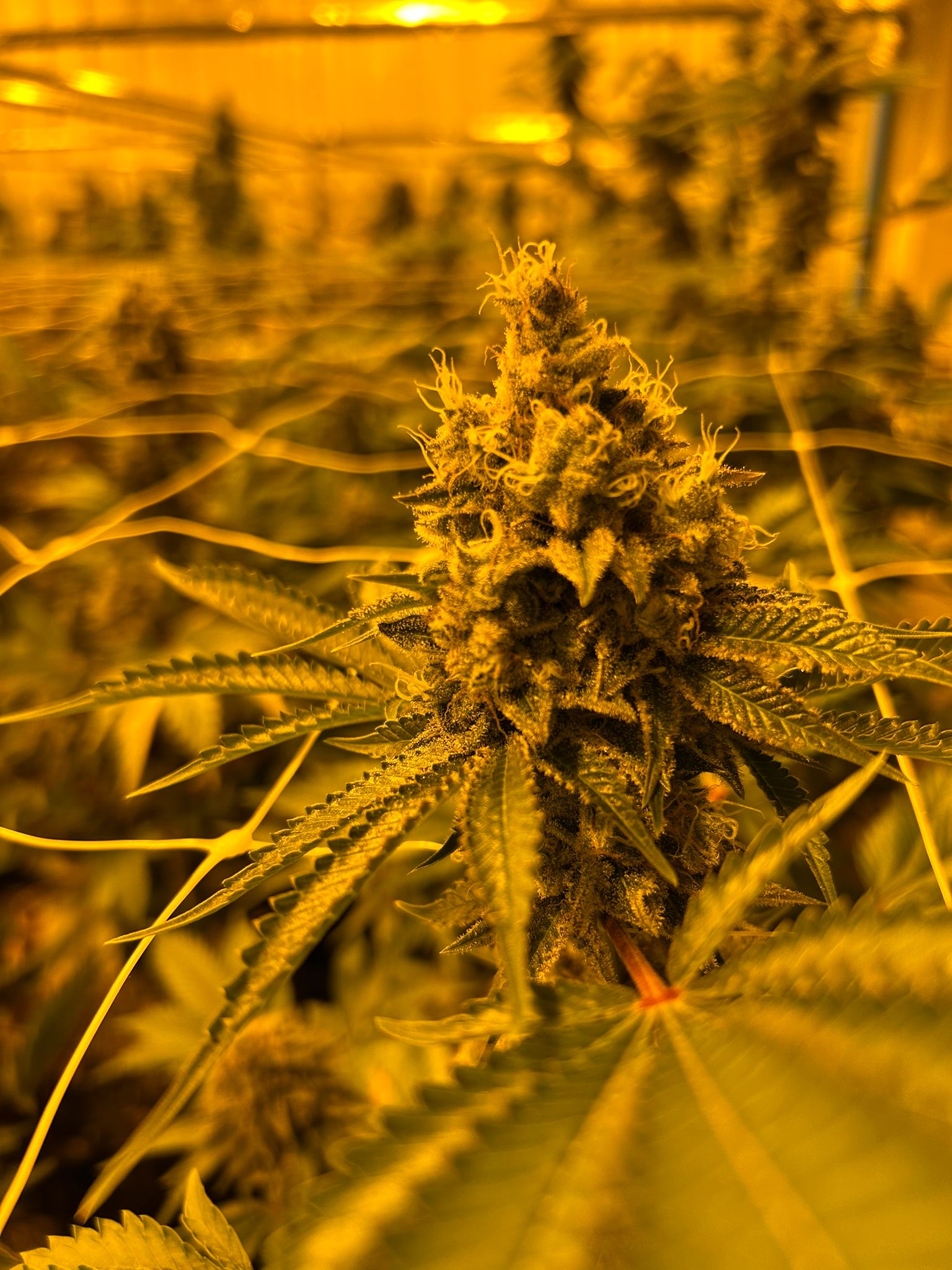 Premium flower — nug