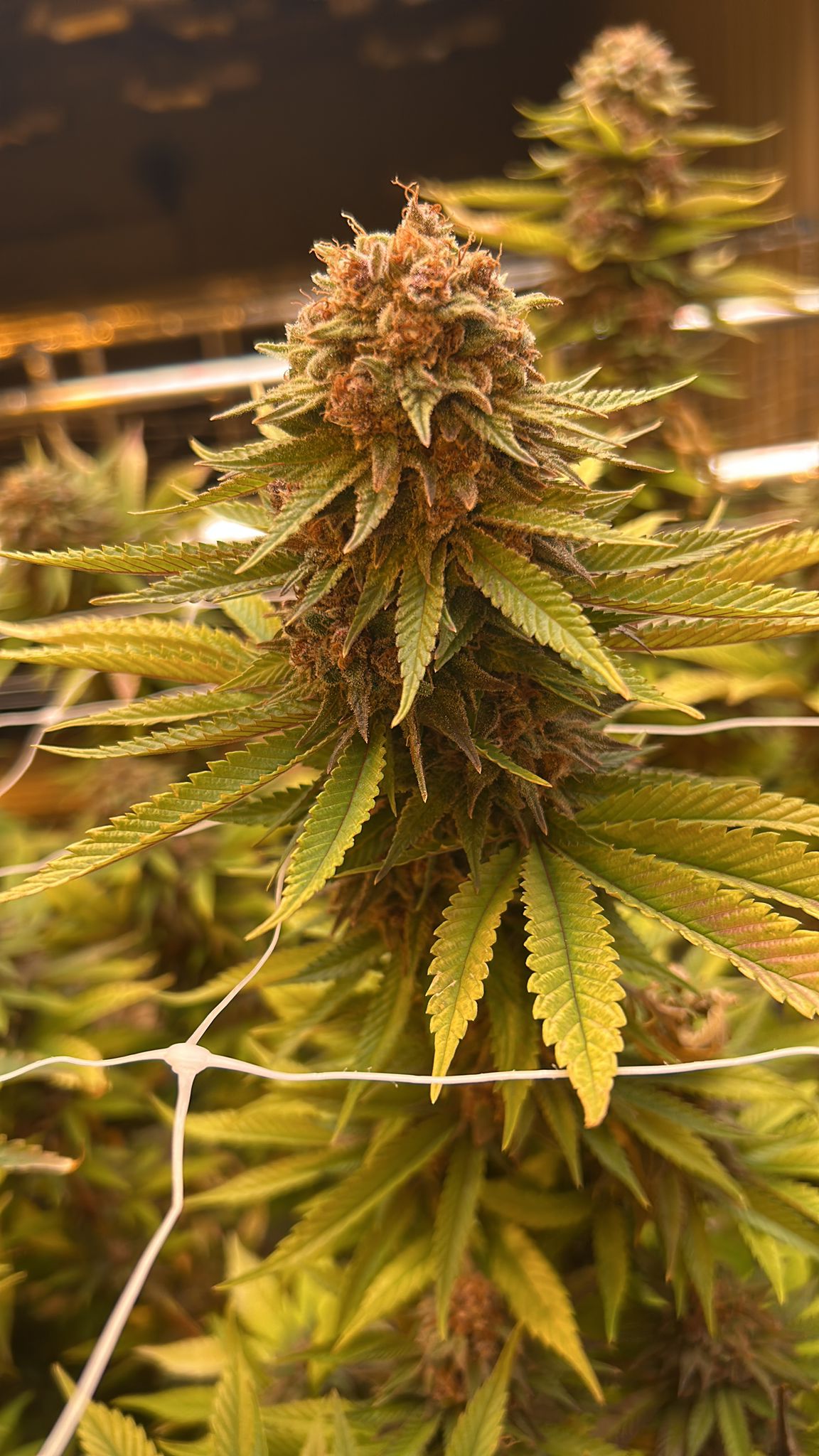 Premium flower — nug