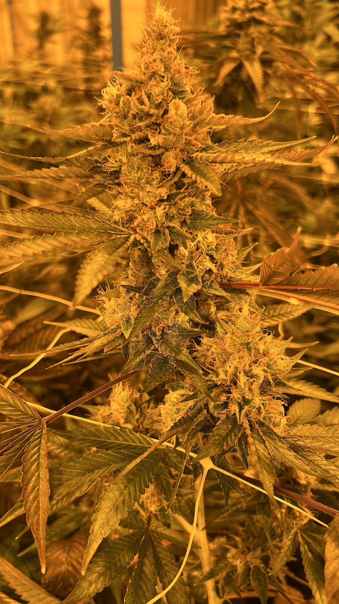 Premium flower — bud
