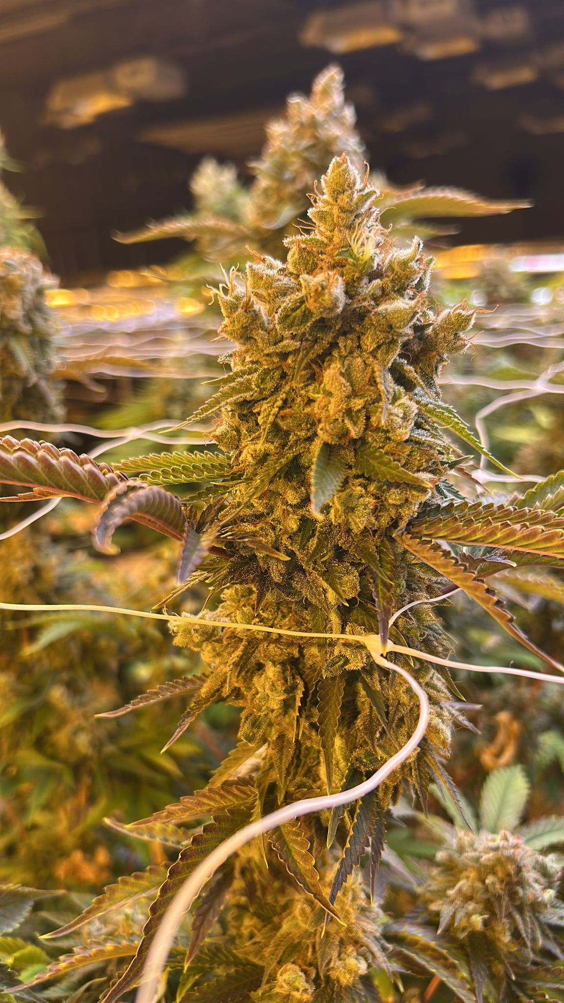 Premium flower — bud