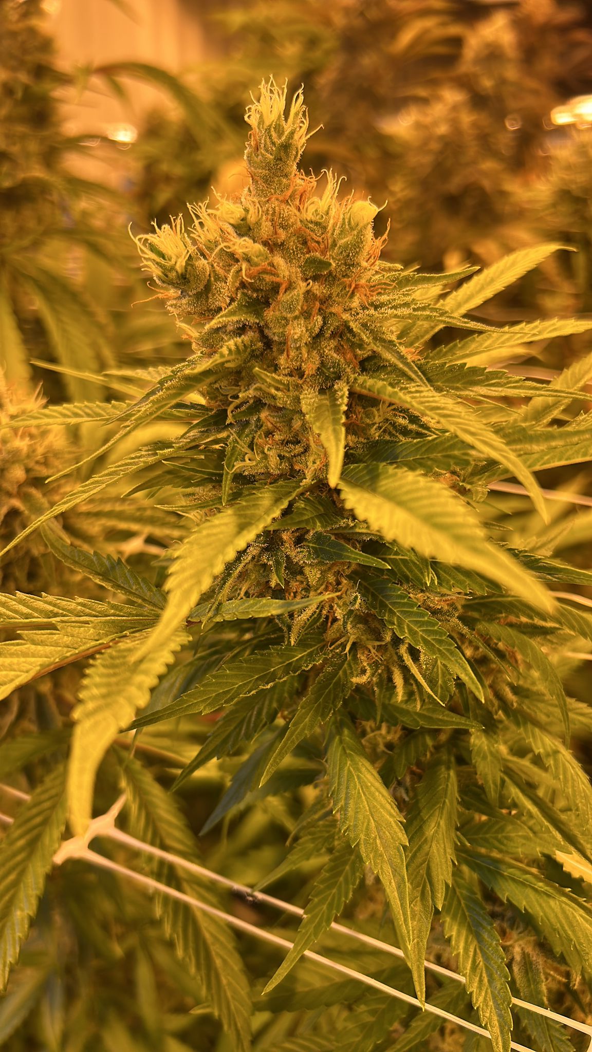 Premium flower — bud