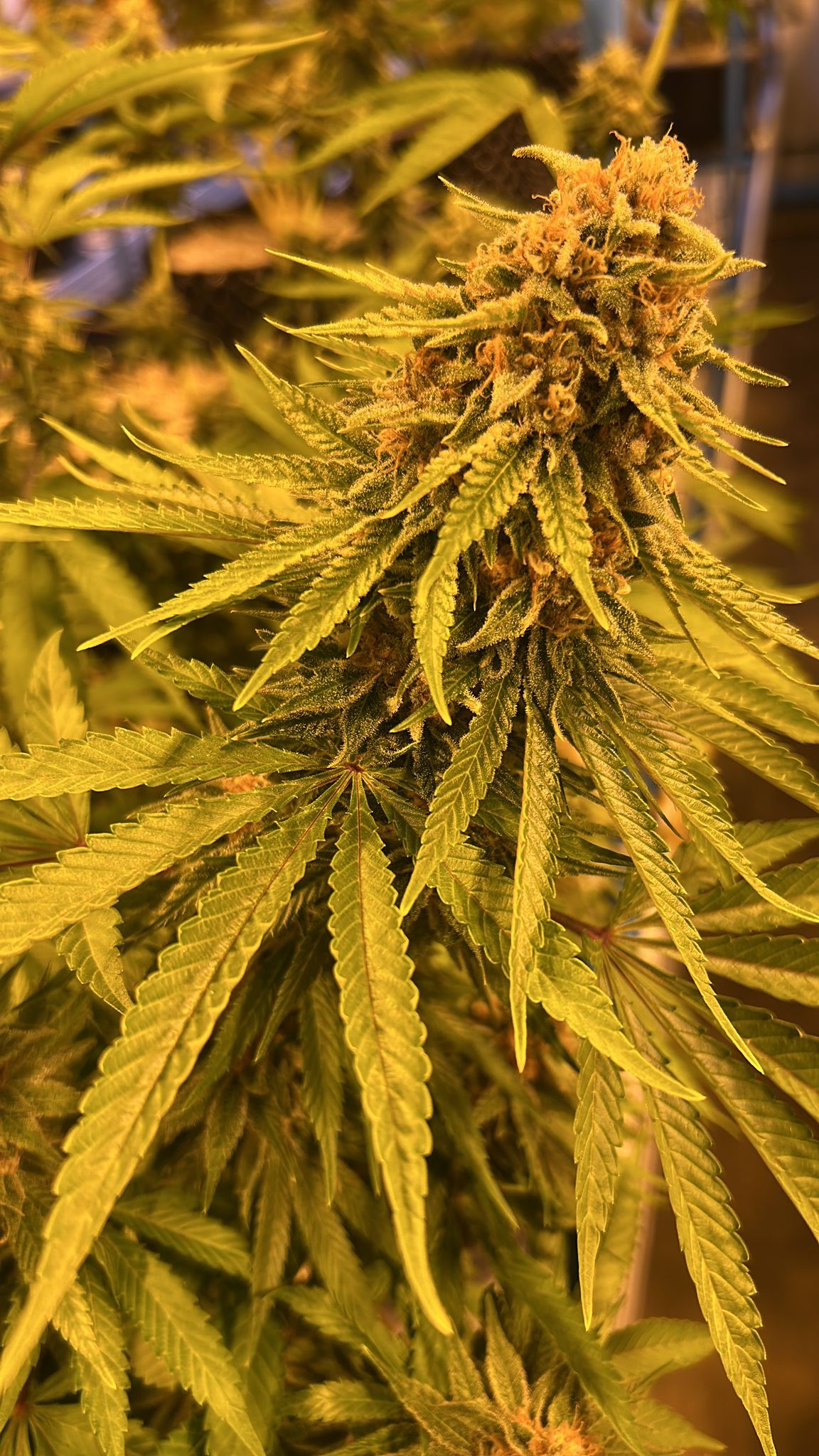 Premium flower — bud