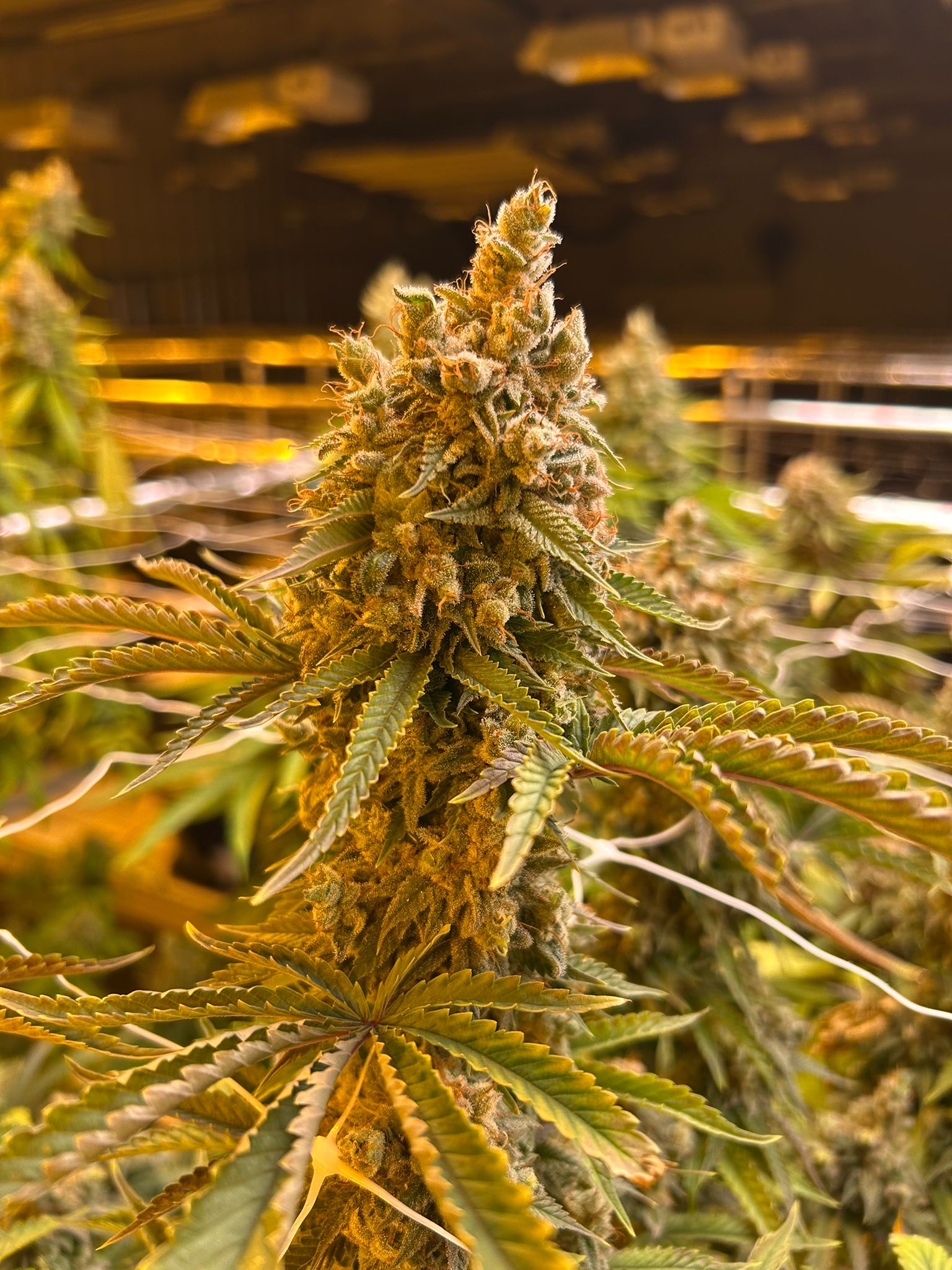 Premium flower — bud