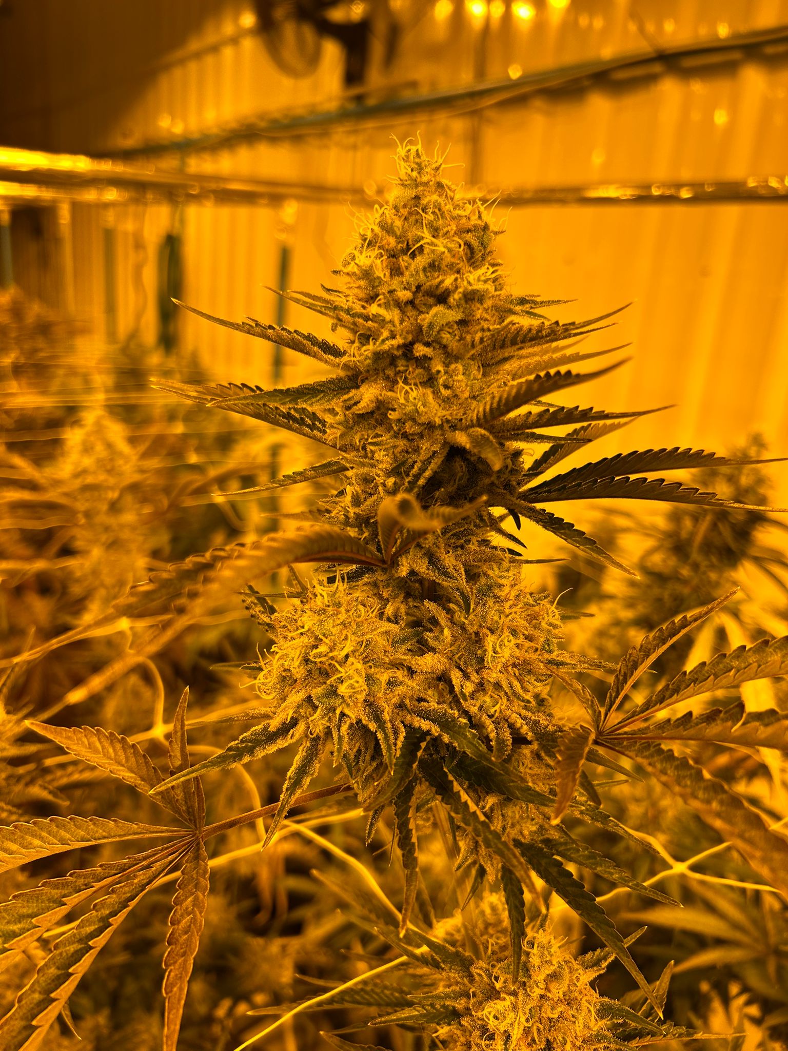 Premium flower — close-up