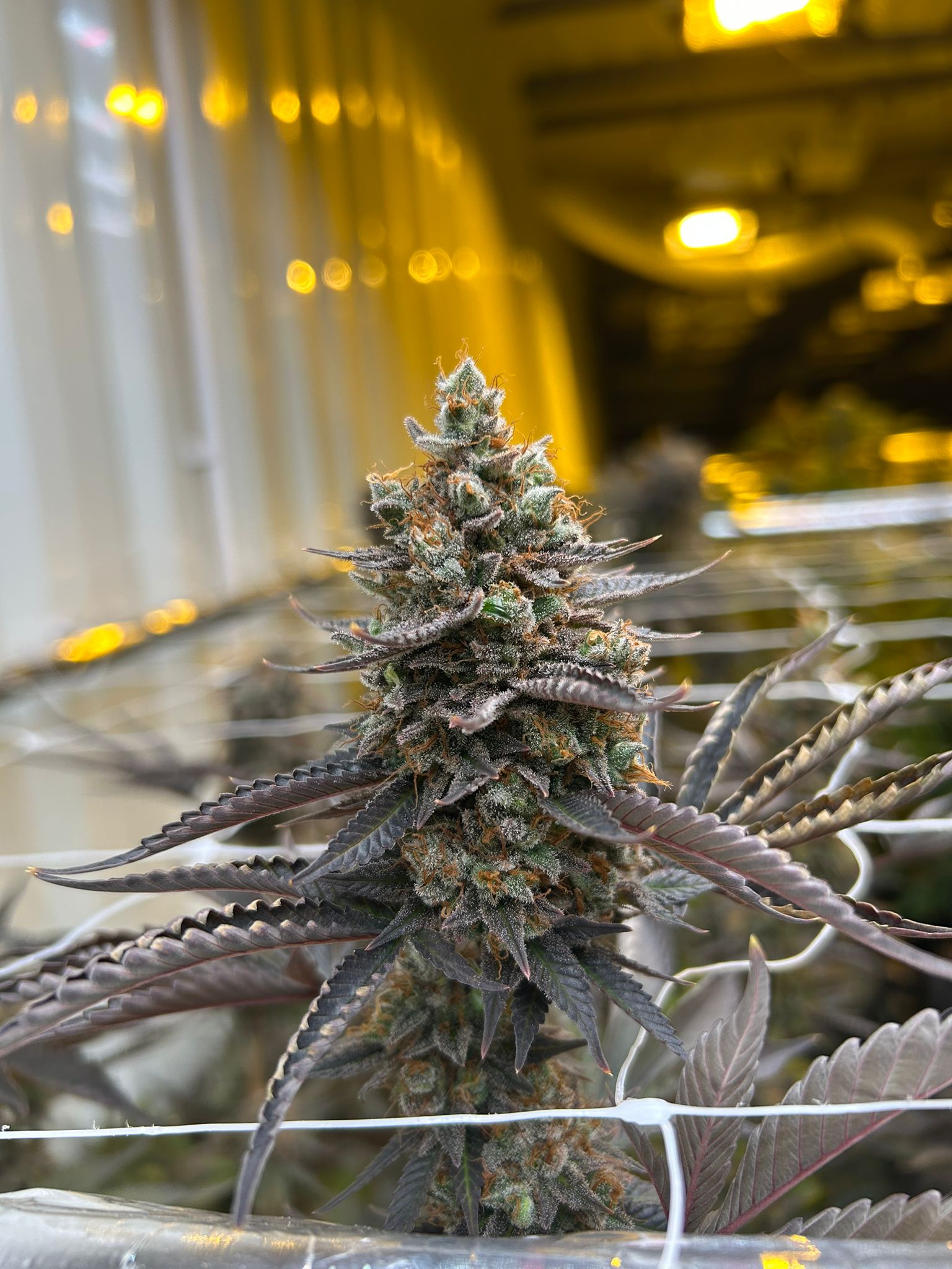 Premium flower — frosty