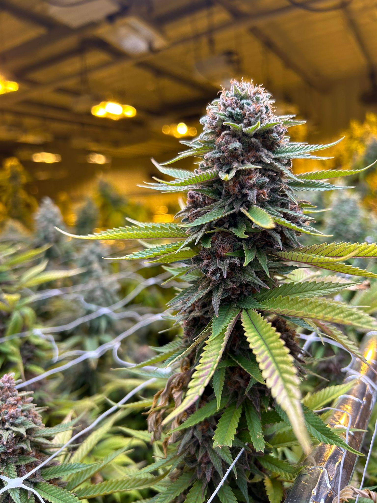 Premium flower — trichomes