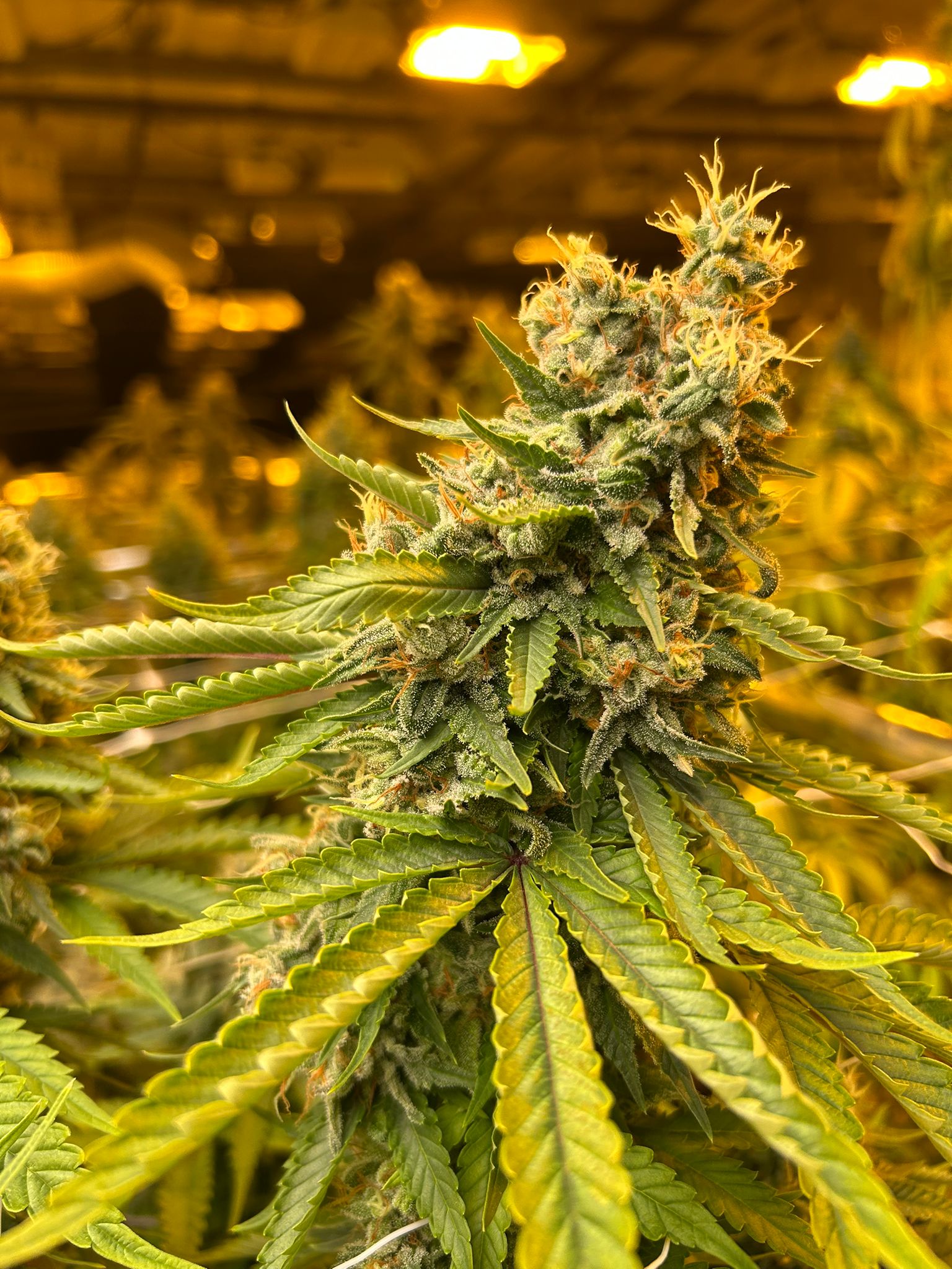 Premium flower — details