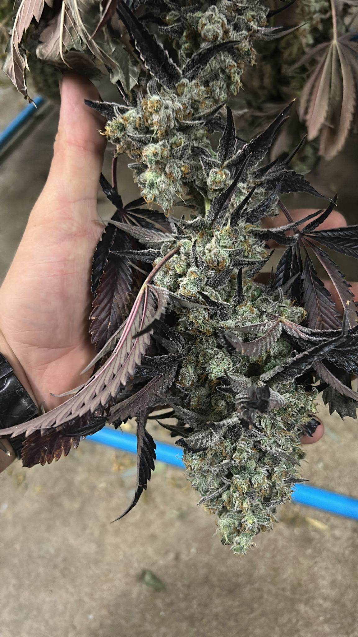 Premium flower — portrait