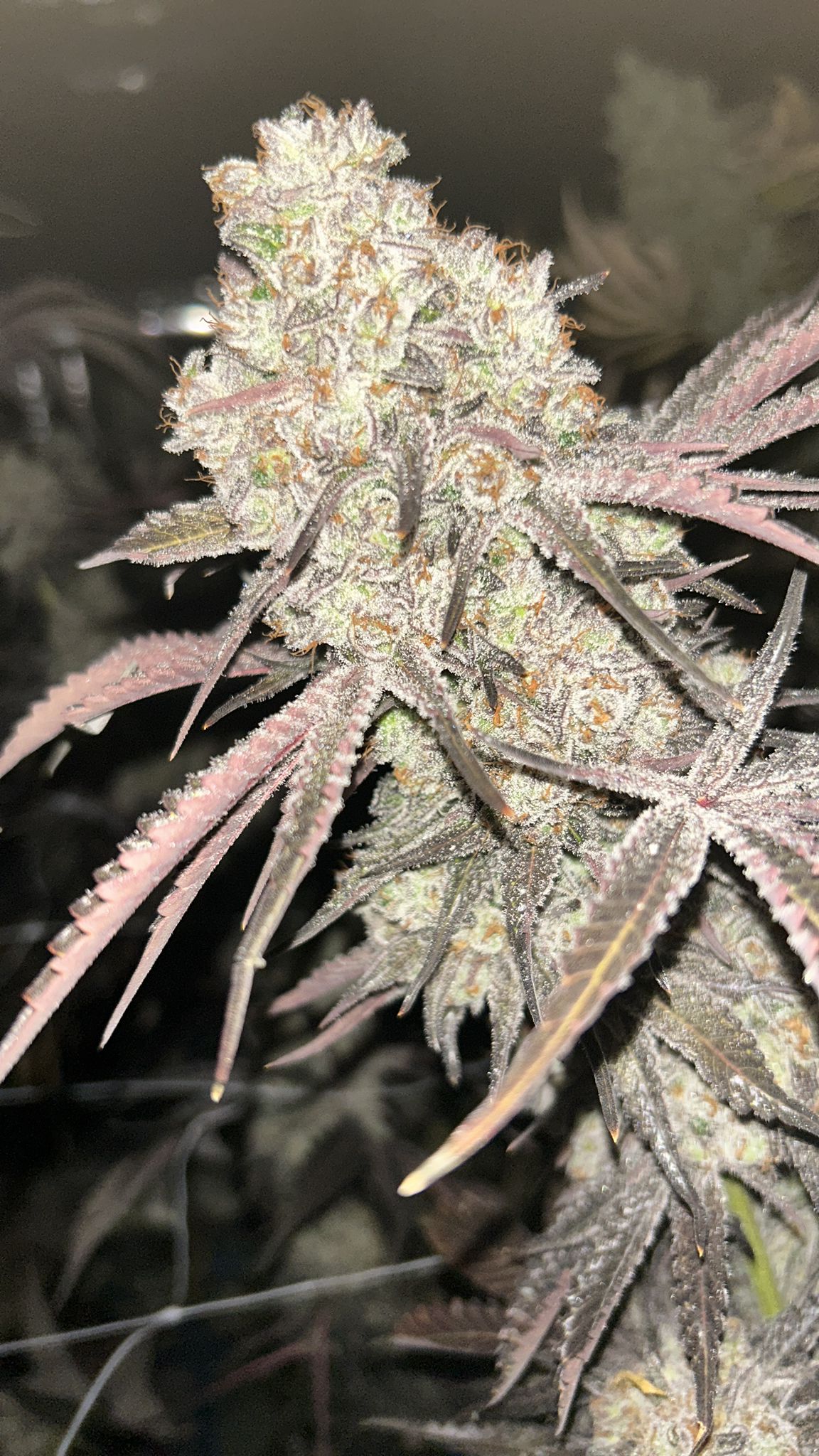 Premium flower — portrait