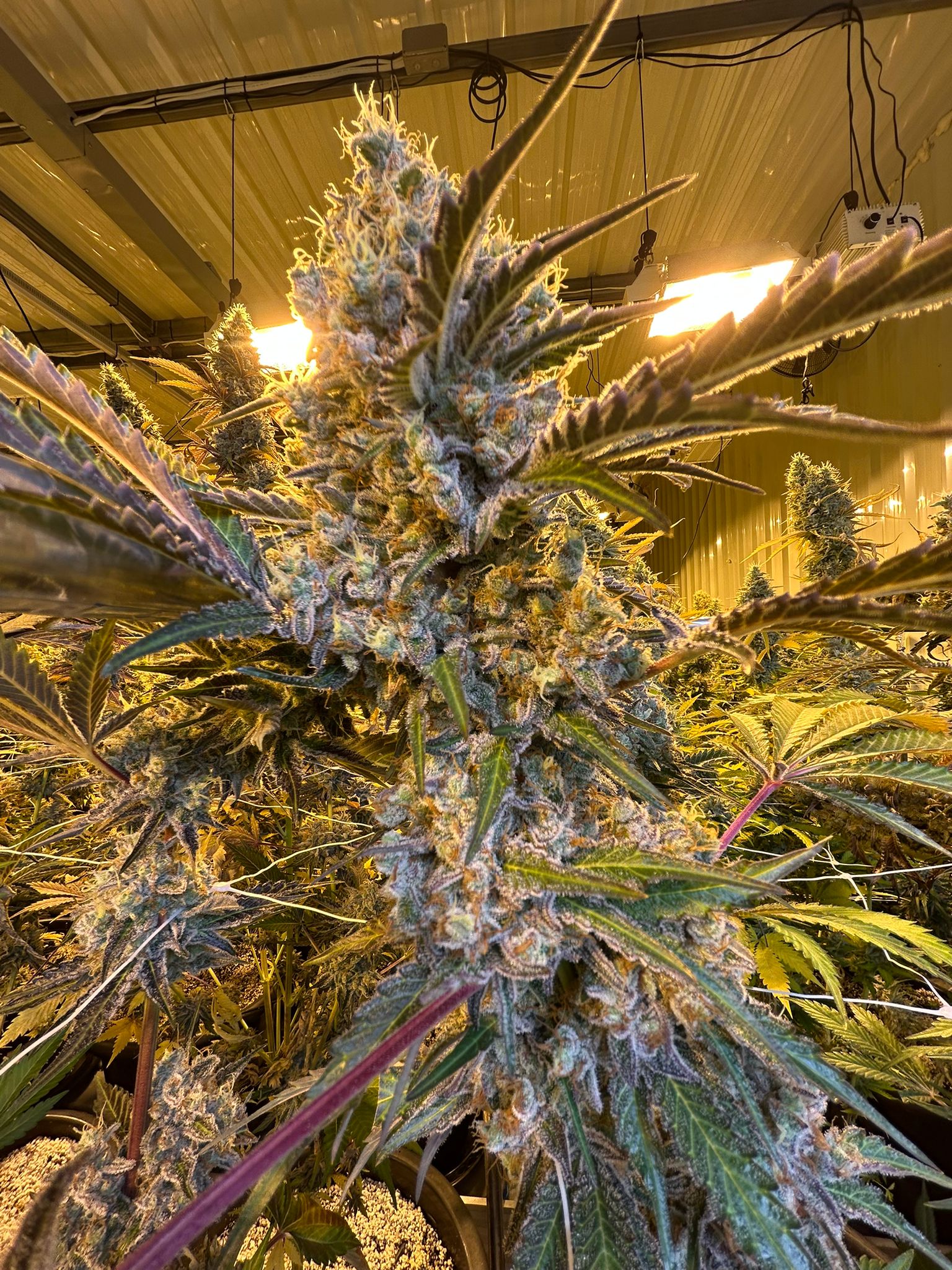 Premium flower — macro