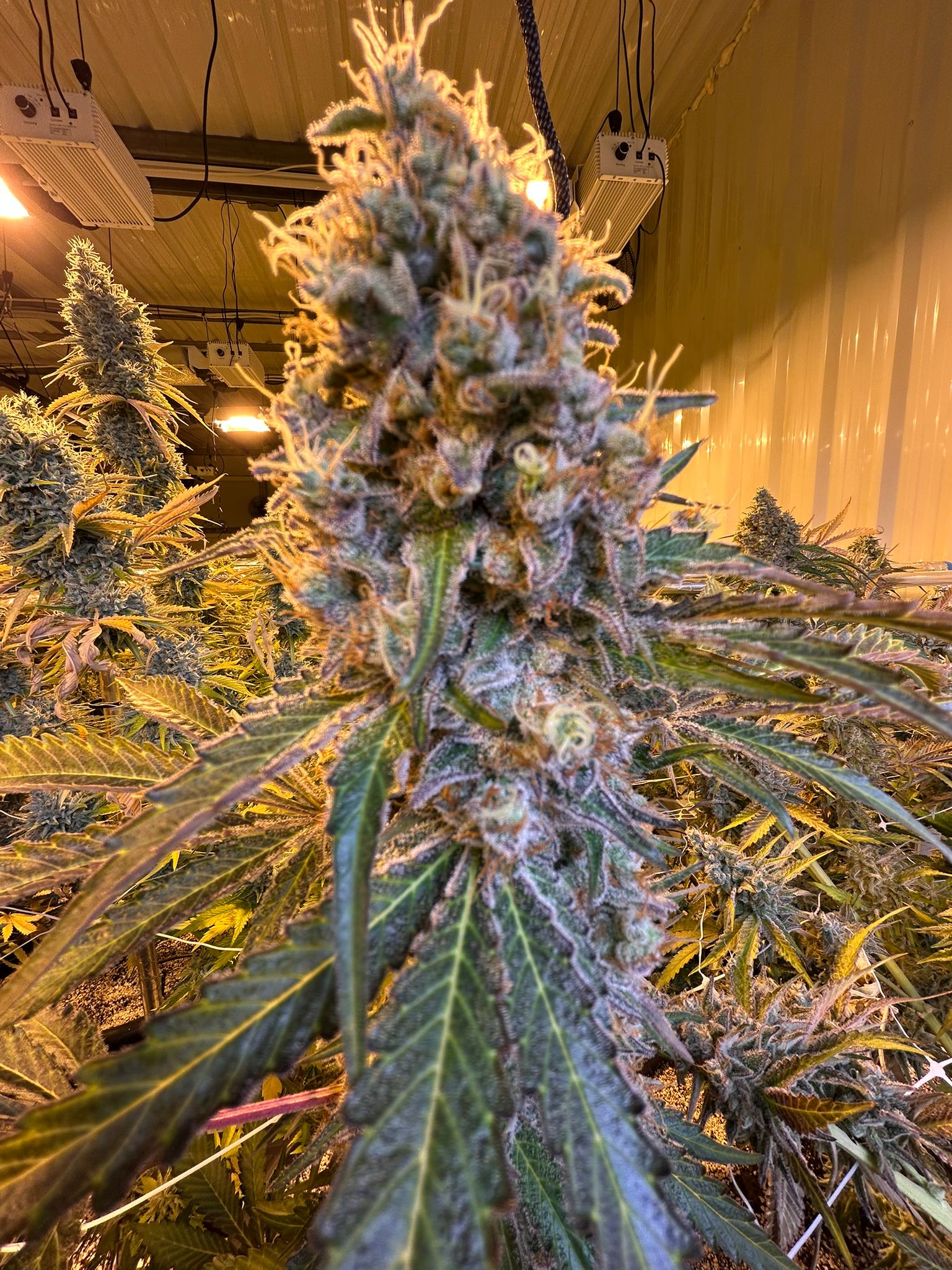 Premium flower — top cola