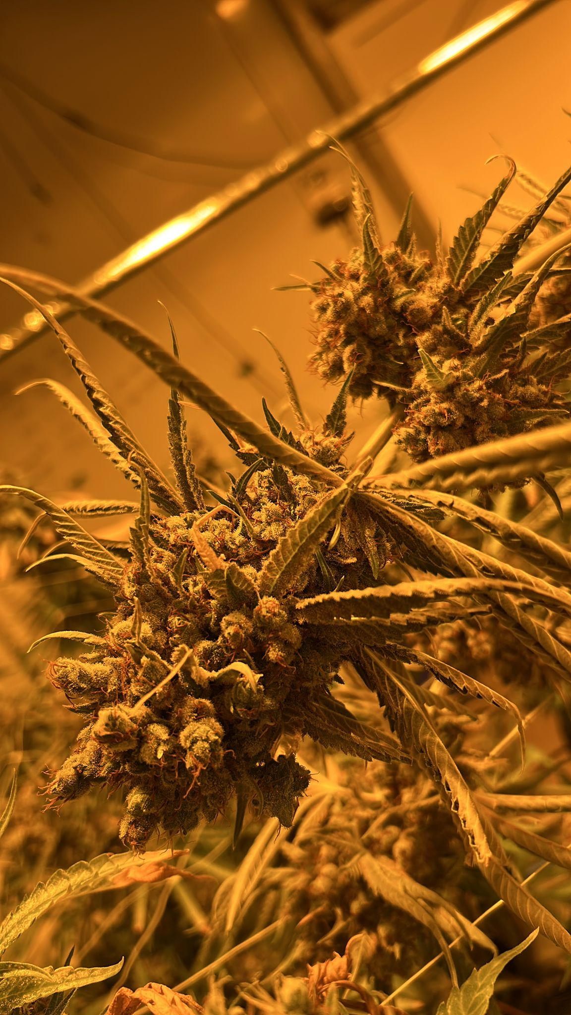 Premium flower — leaf